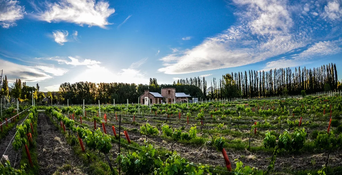 Bodega Des de la Torre y sus viñedos en Chos Malal, Norte Neuquino