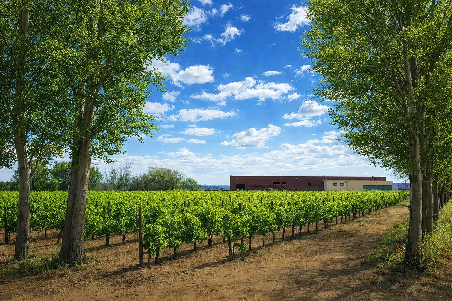 Fincas del Limay vineyards and winery in Neuquén, Patagonia