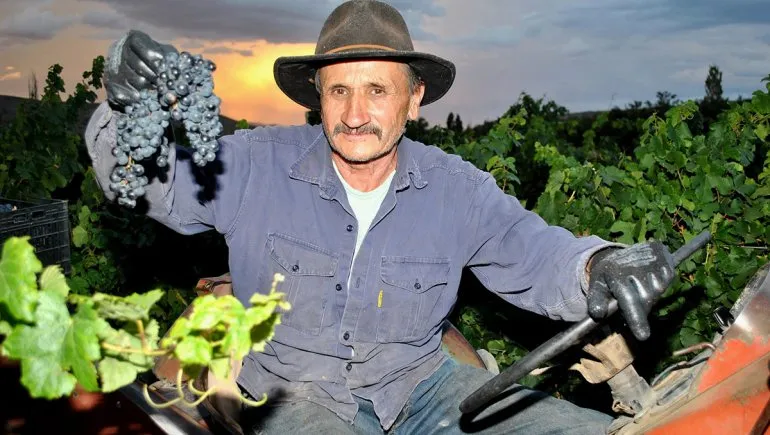Ceferino Liberatori durante la vendimia en el viñedo Pueblo Encantado, Taquimilán, Norte Neuquino