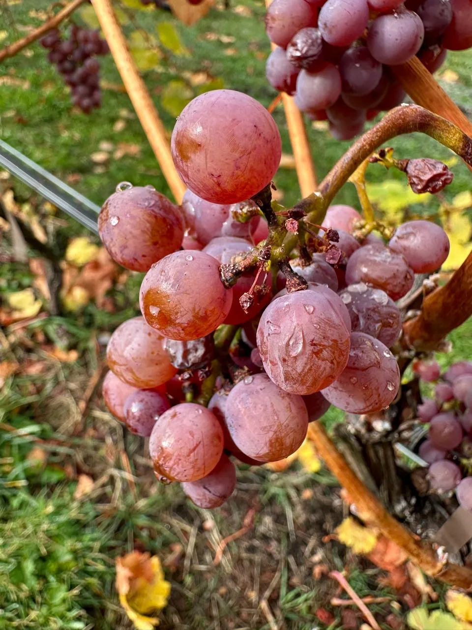 Racimo de Gewürztraminer en viñedo de Lago Puelo, Chubut, Patagonia