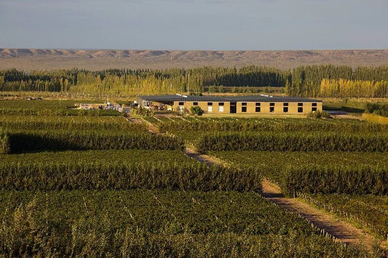 Vineyards in Neuquén, Patagonia Argentina