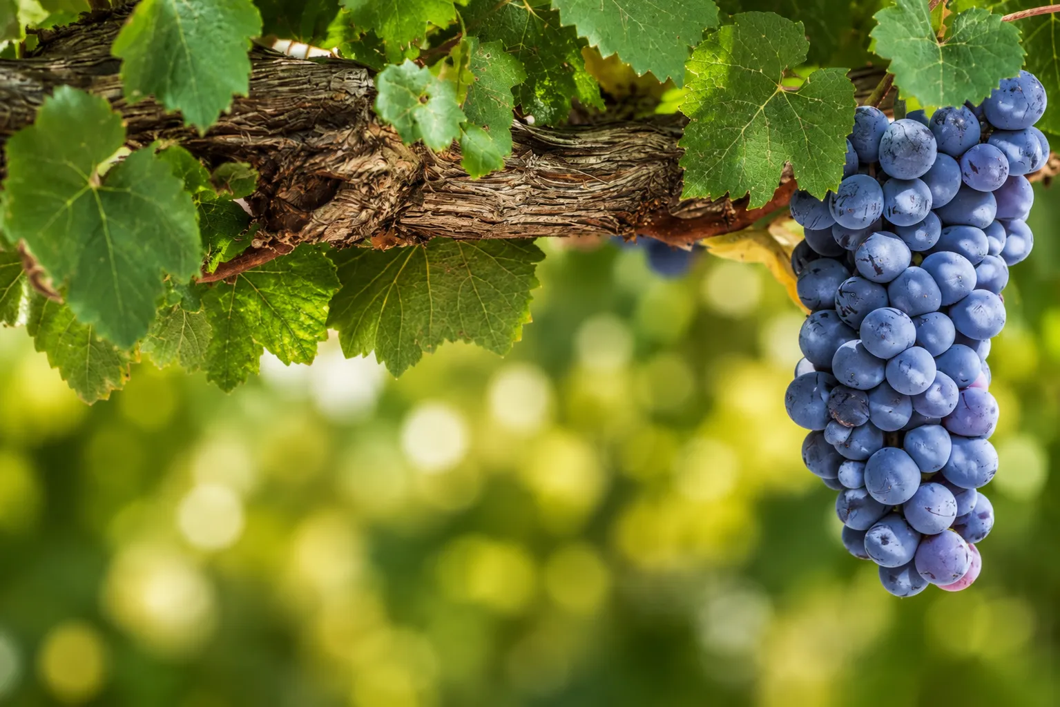 Racimo de uvas Pinot Noir en un viñedo de Neuquén