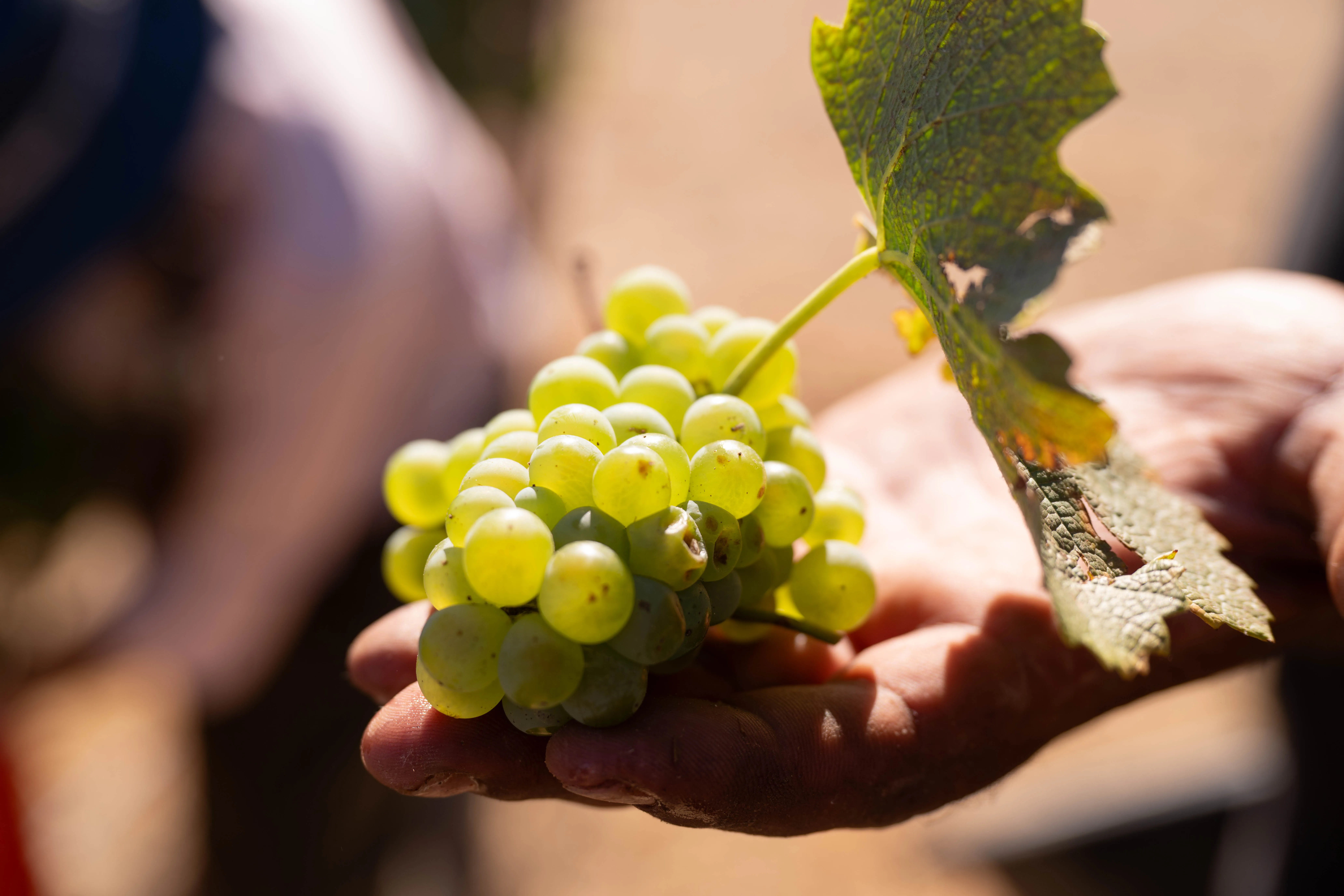 Racimo de uvas blancas en viñedo de Neuquén, Patagonia Argentina