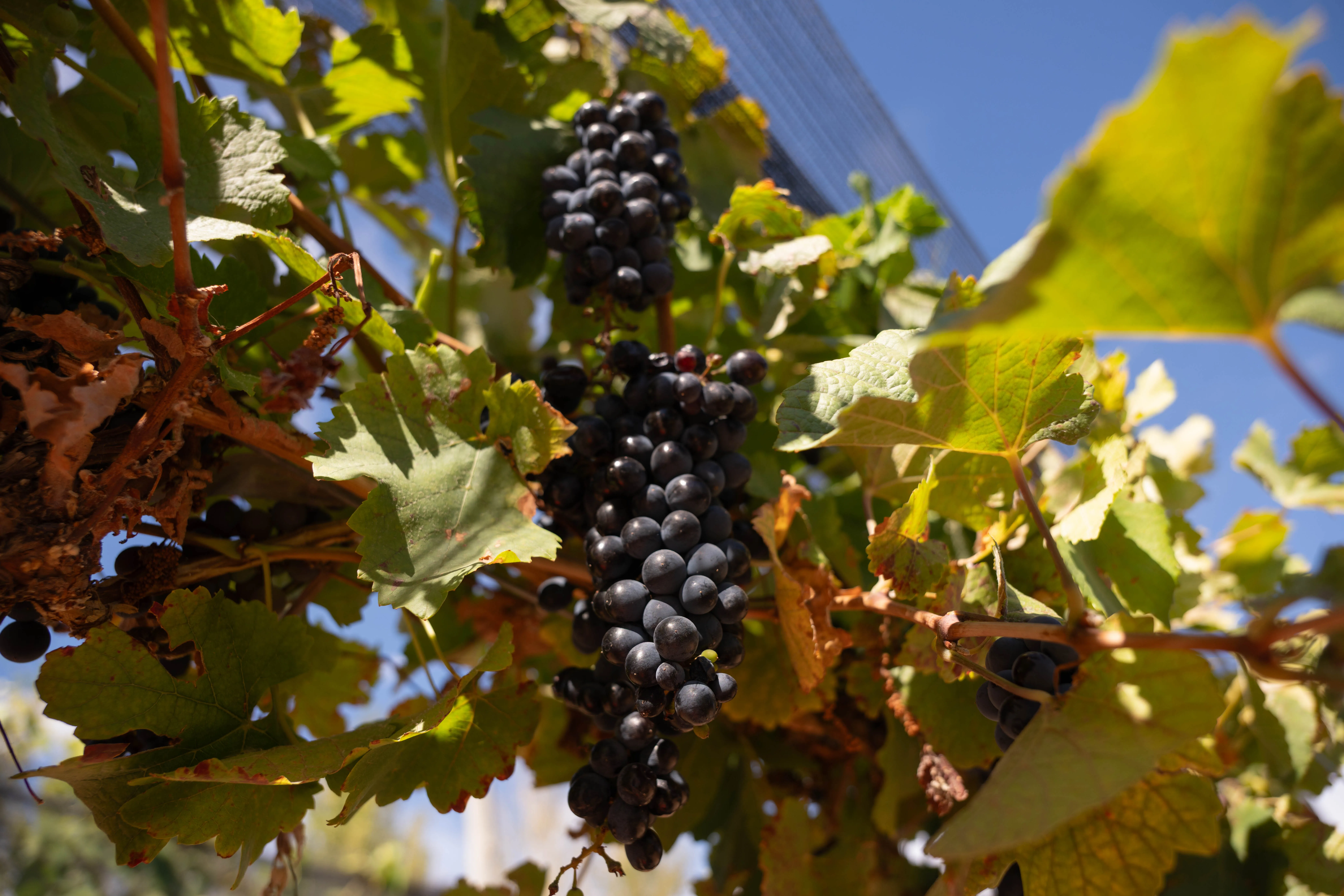 Ripe grape clusters in Neuquén vineyards, Argentine Patagonia