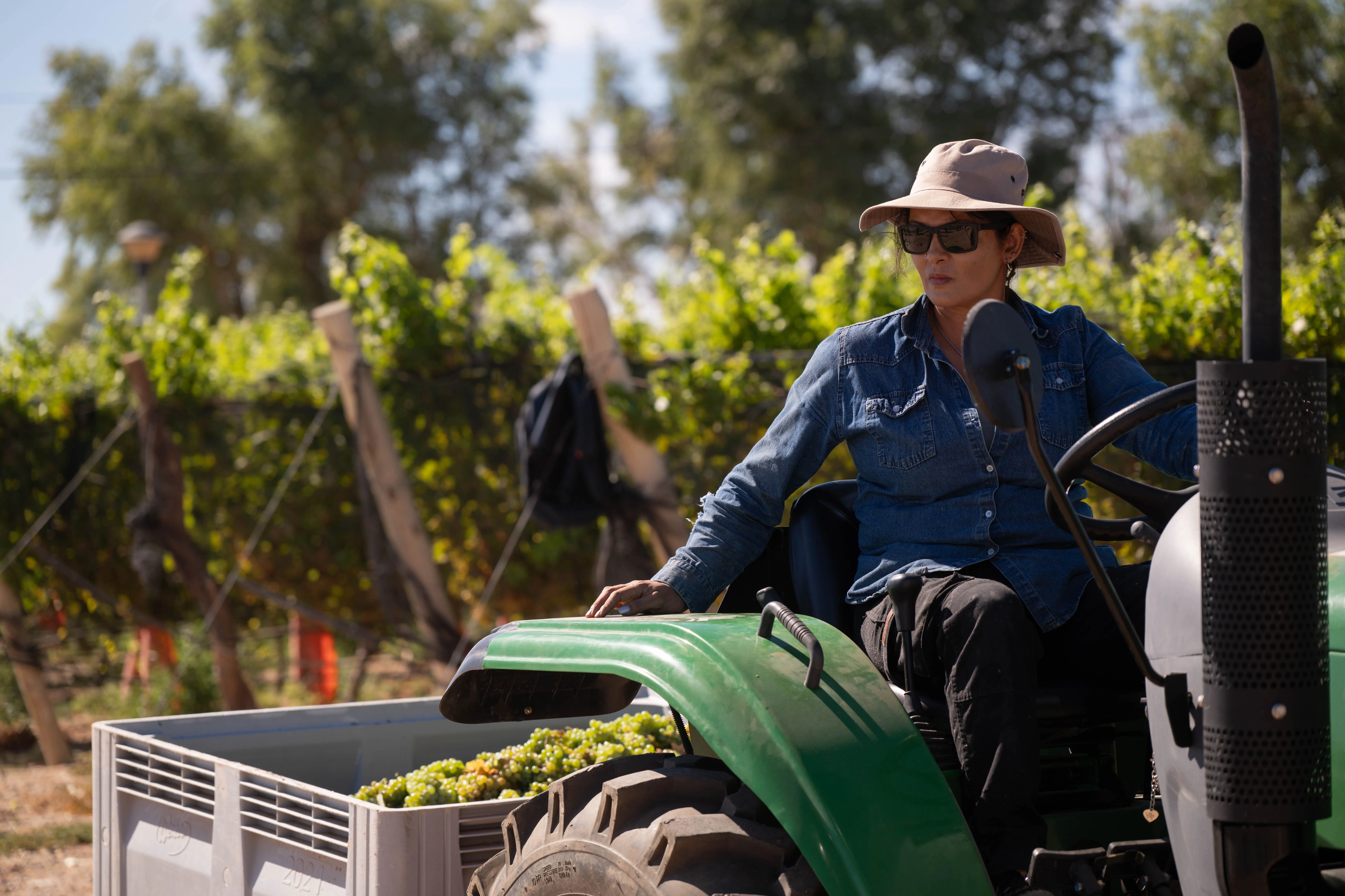 Harvest work in Cutral Co vineyards, Neuquén