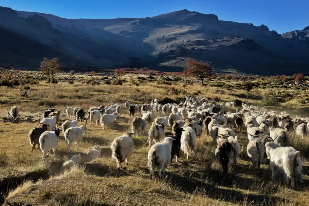 Trashumancia de crianceros en el Norte Neuquino