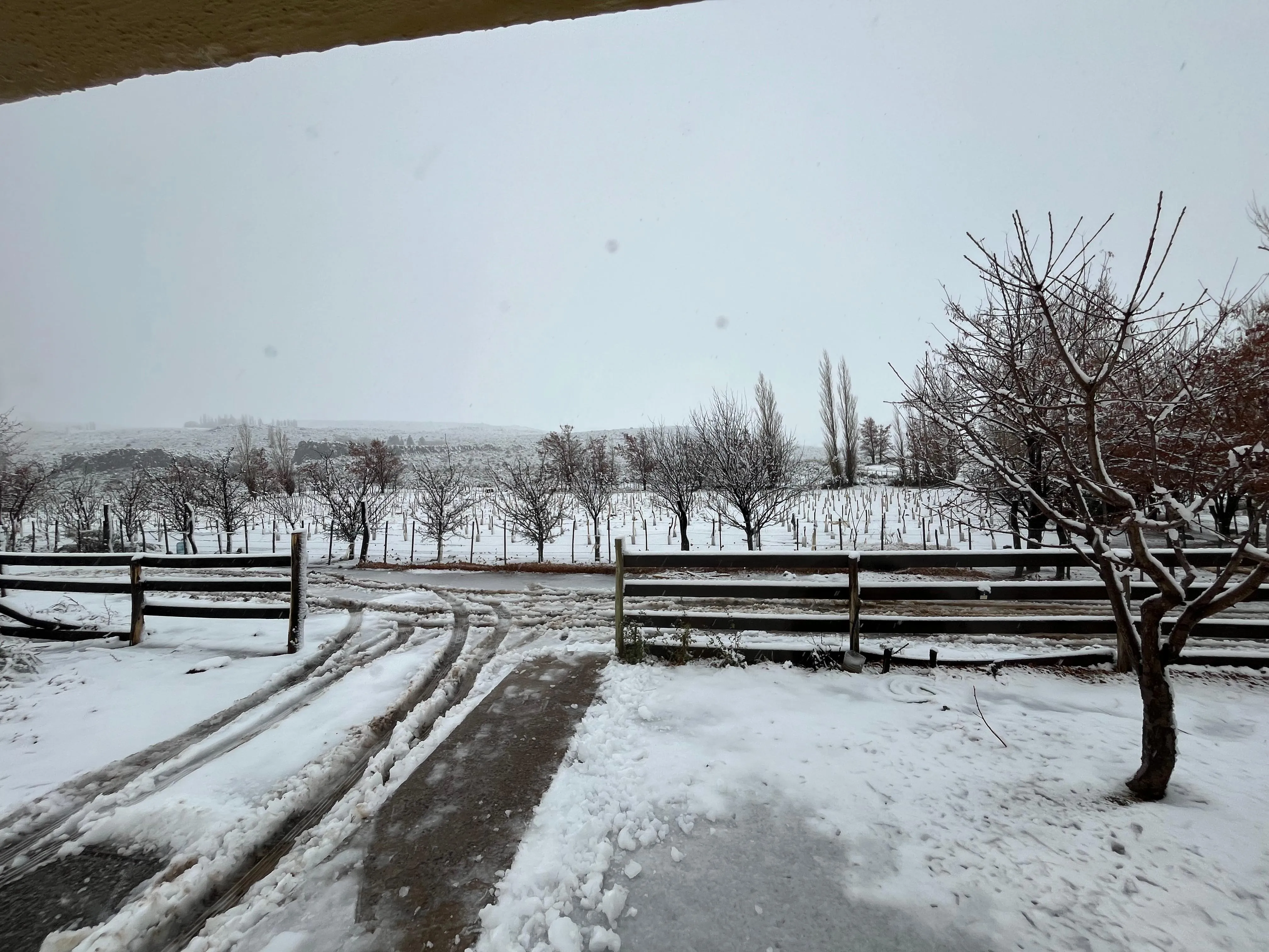 Viñedo nevado en Villa del Nahueve, Norte Neuquino, clima frío de montaña