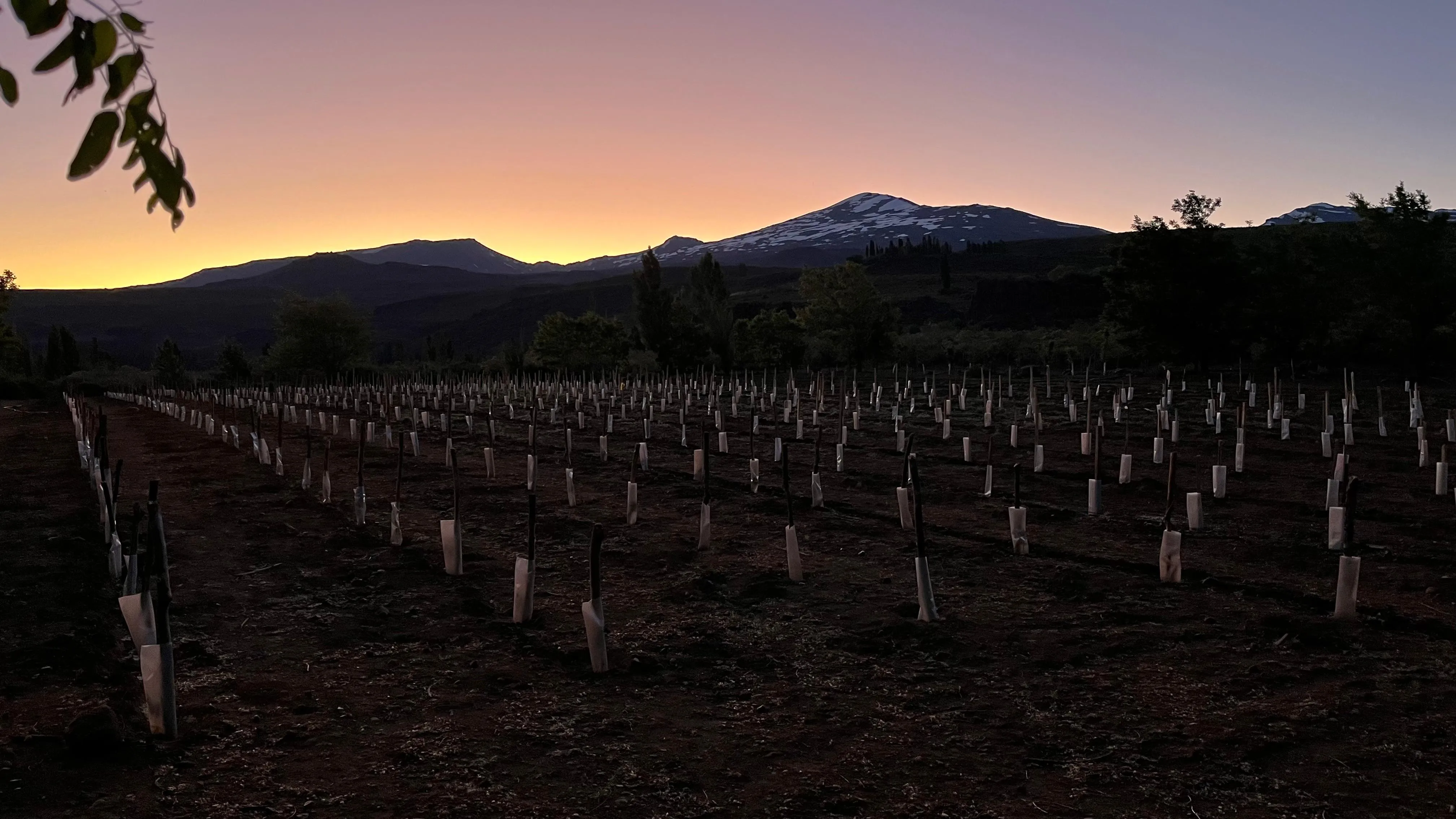 Viñedo de Clos de Latorre en Villa del Nahueve, Norte Neuquino, Patagonia Argentina, a 1.172 metros sobre el nivel del mar.