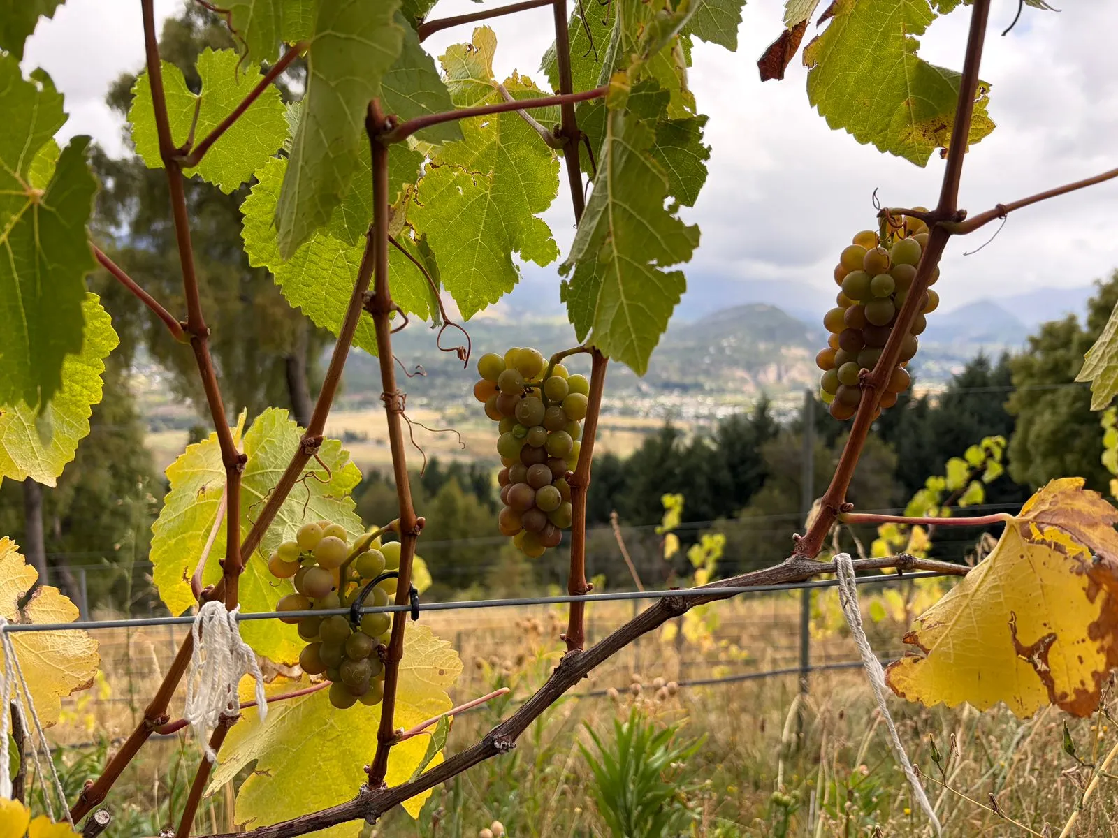 Vineyards in Loma Redonda, San Martín de los Andes, Neuquén