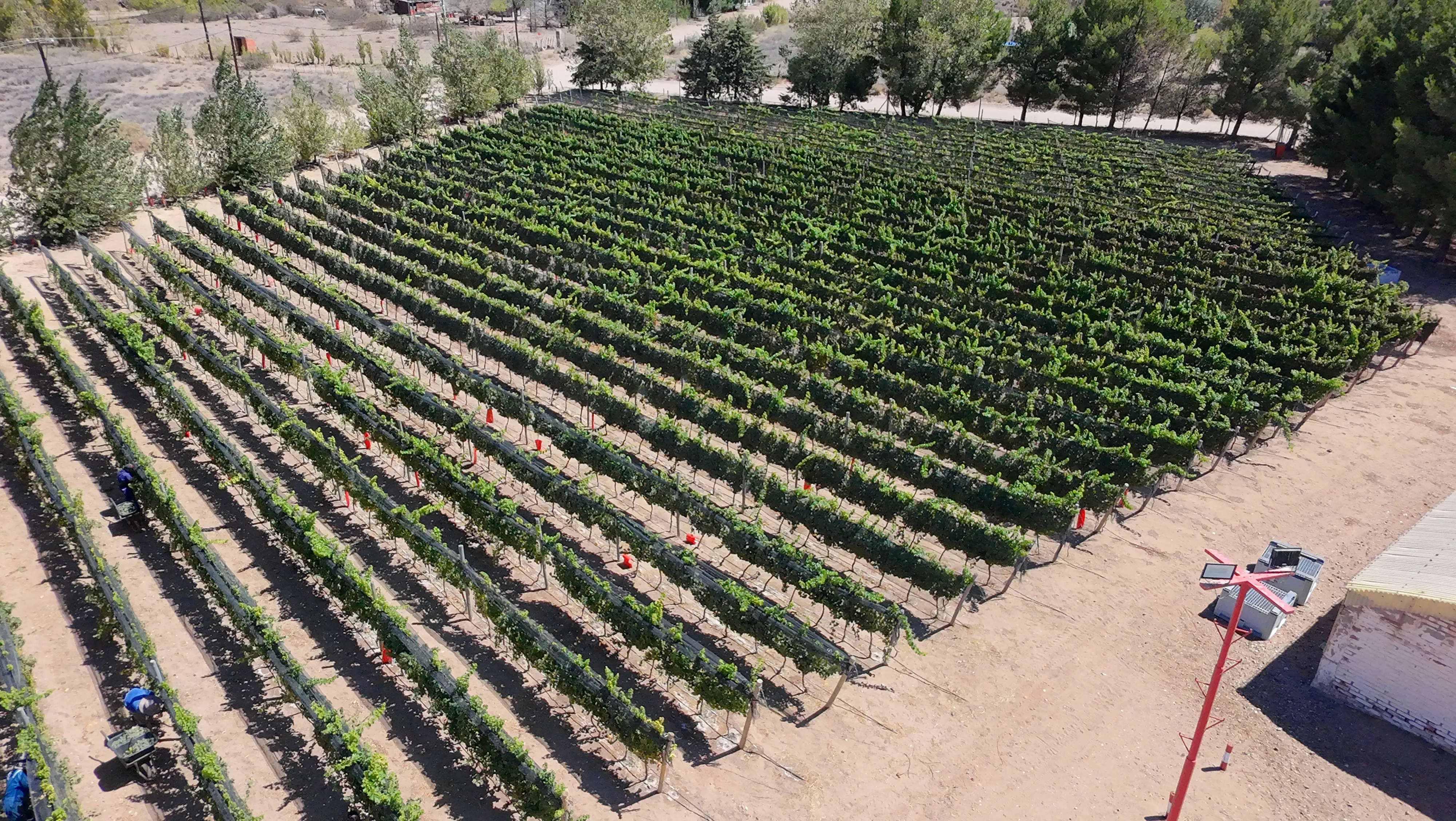 Vista aérea de viñedos en Neuquén, Patagonia Argentina