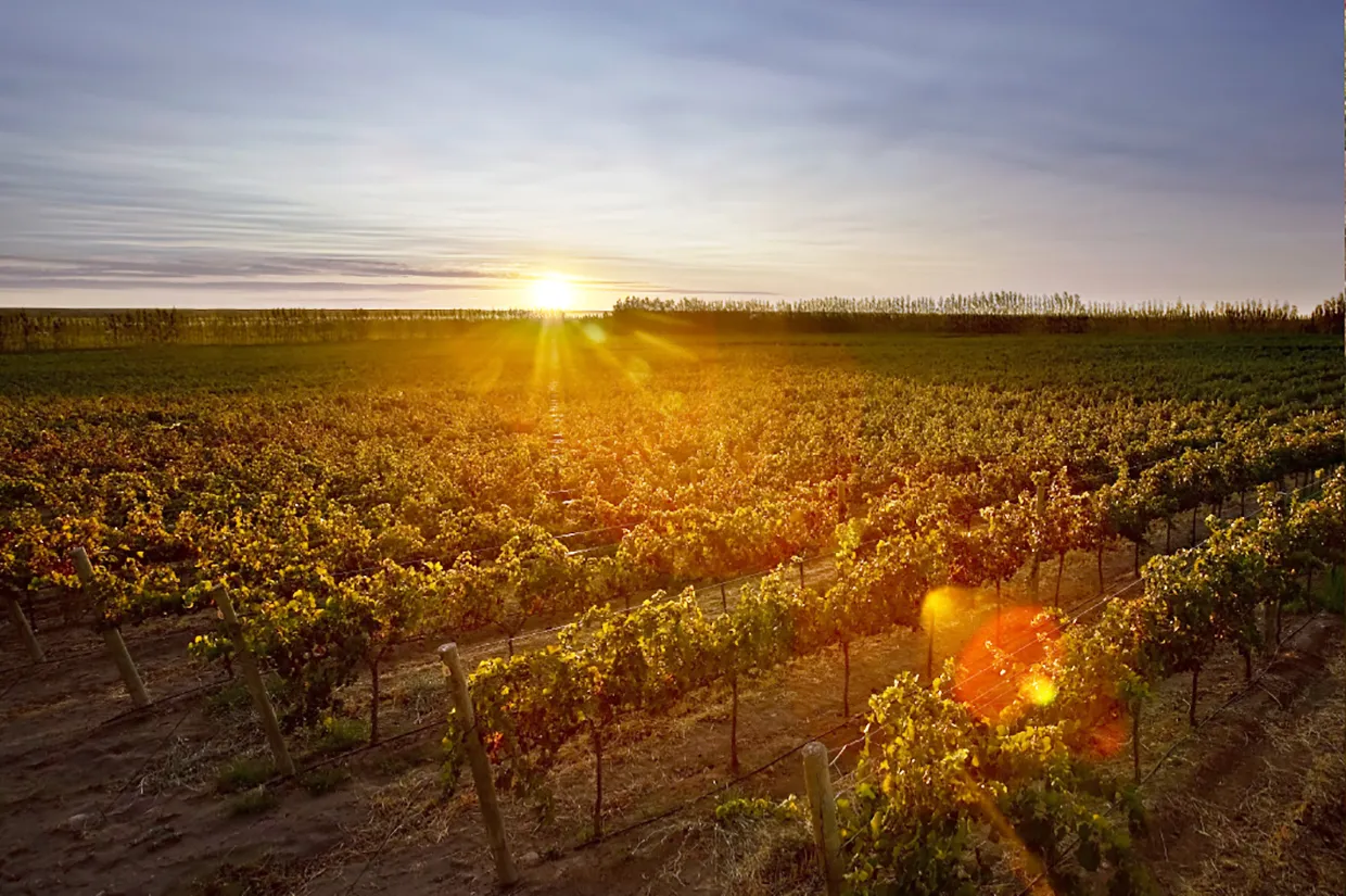 Vinhedos de Neuquén na Patagônia argentina